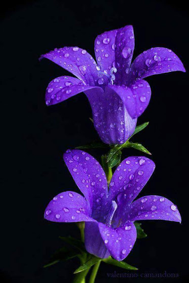 Purple Lover!!!