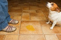 PERGUNTE AO VET #6: Como ensinar o cachorro a fazer as necessidades no lugar certo Como ensinar o cão a fazer as necessidades no lugar certo