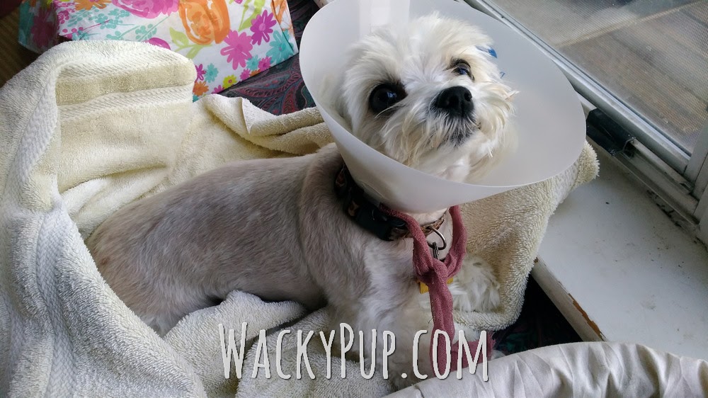 Wacky Pup How I Made a Soft ECollar for My Small Dog for 1