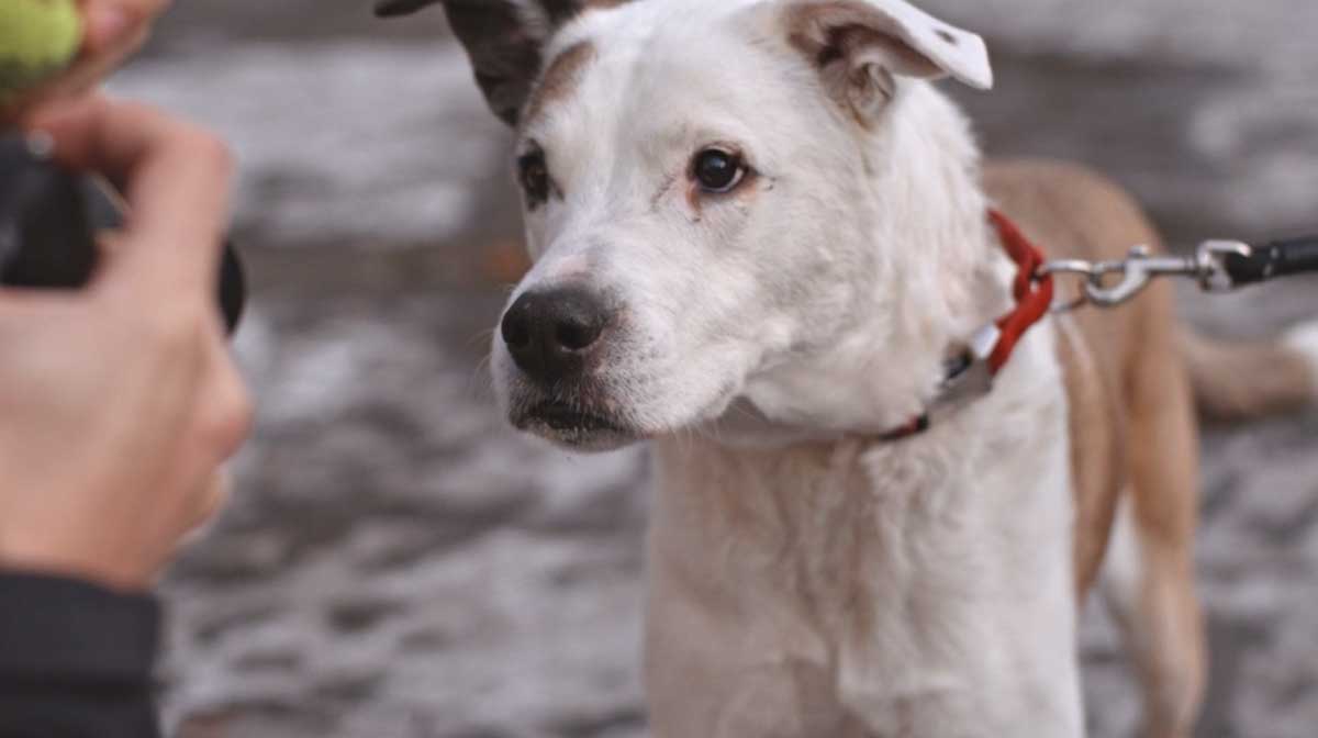 The Dogist el Instagram de perros más famoso del mundo Mundo Feliz