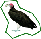 Lappet-Faced Vulture — original photo © Del Hoyo et al. 2000