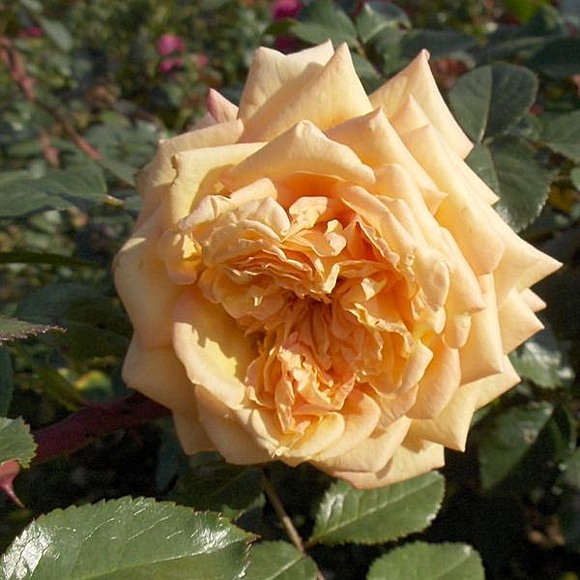 Barock rose сорт розы фото  
