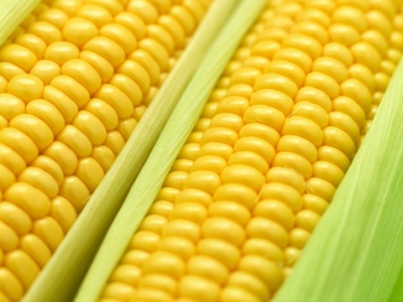 Resultado de imagem para Um fazendeiro que venceu o pr�mio �milho-crescido�