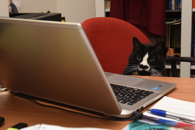 cat at desk office cat academic feline