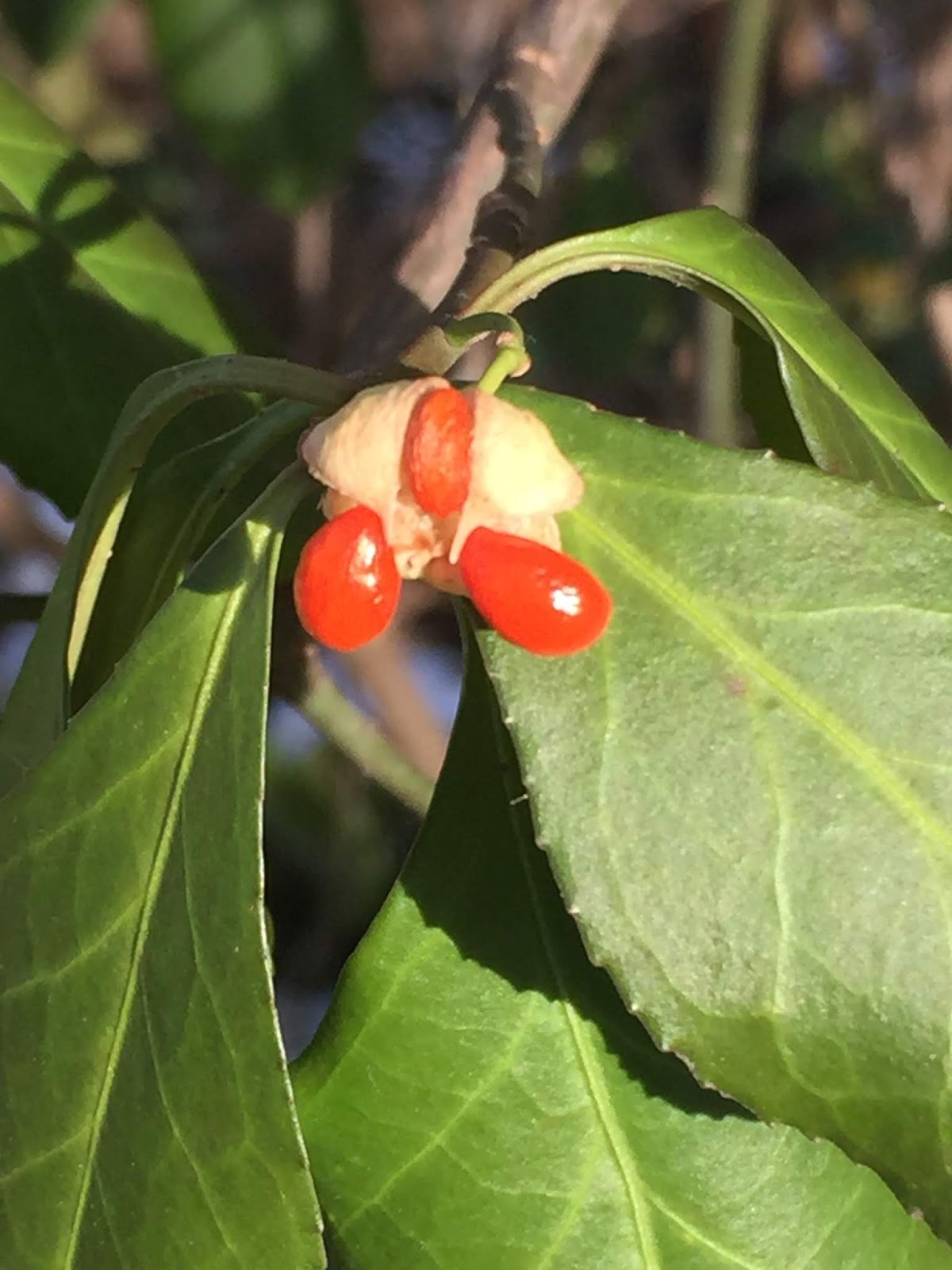 Proven Winners Colorchoice Plant Of The Week October 2016