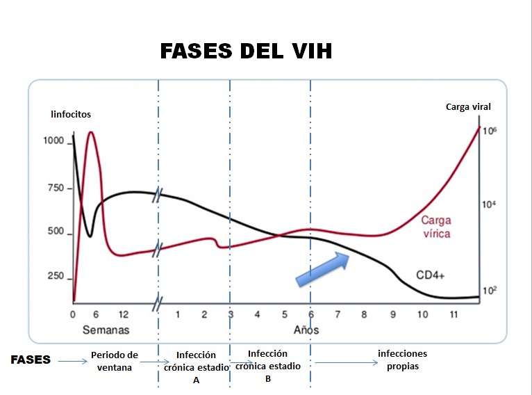 FASES DEL VIH-sida: FASES DEL VIH