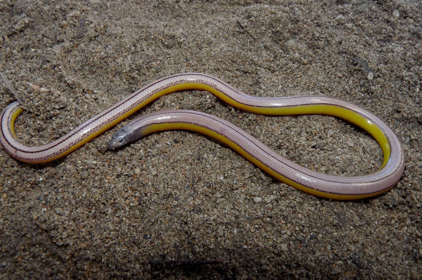 Tejon Ranch Conservancy Blog Surveying for legless lizards on Tejon