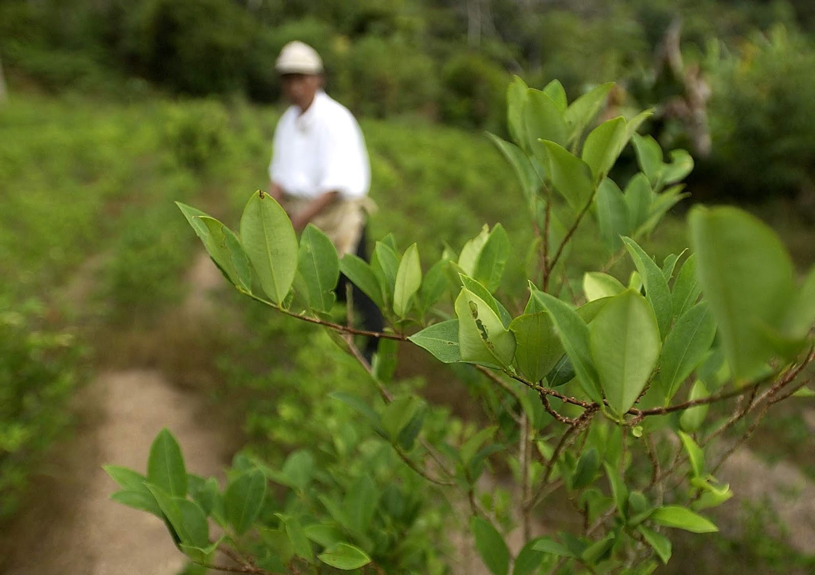 MI BOLIVIA AMADA EL VIAJE DE LA HOJA DE COCA DESDE LOS ANDES HASTA LOS