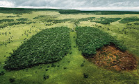 Noruega prohibe la deforestacion