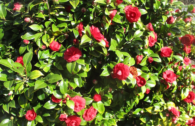 A Leafy Indulgence Pieris Survives The Graveyard