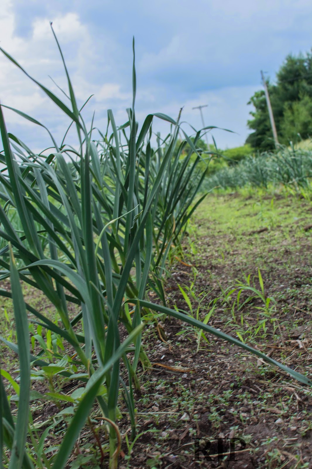 Vegetable Freak Growing Great Garlic