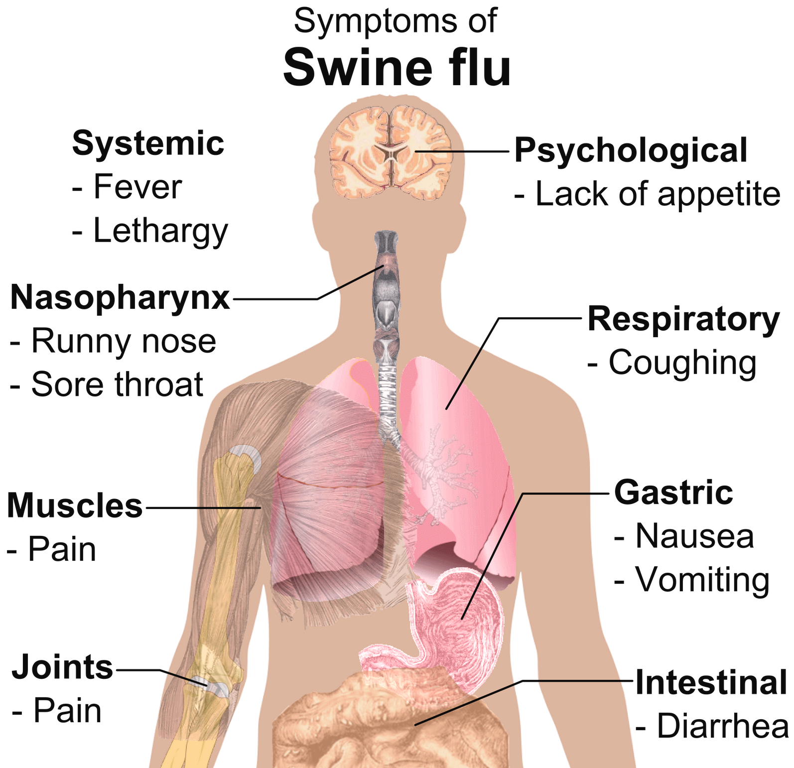 The Health Website Flu (Influenza)