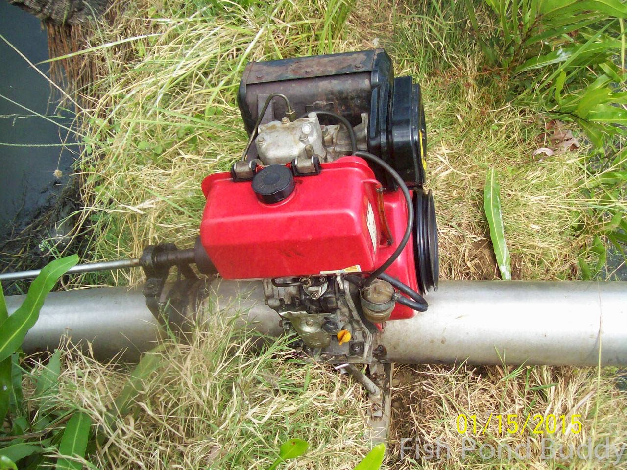 Fish Pond Buddy How to Harvest Using Pond Draining ("Limas")