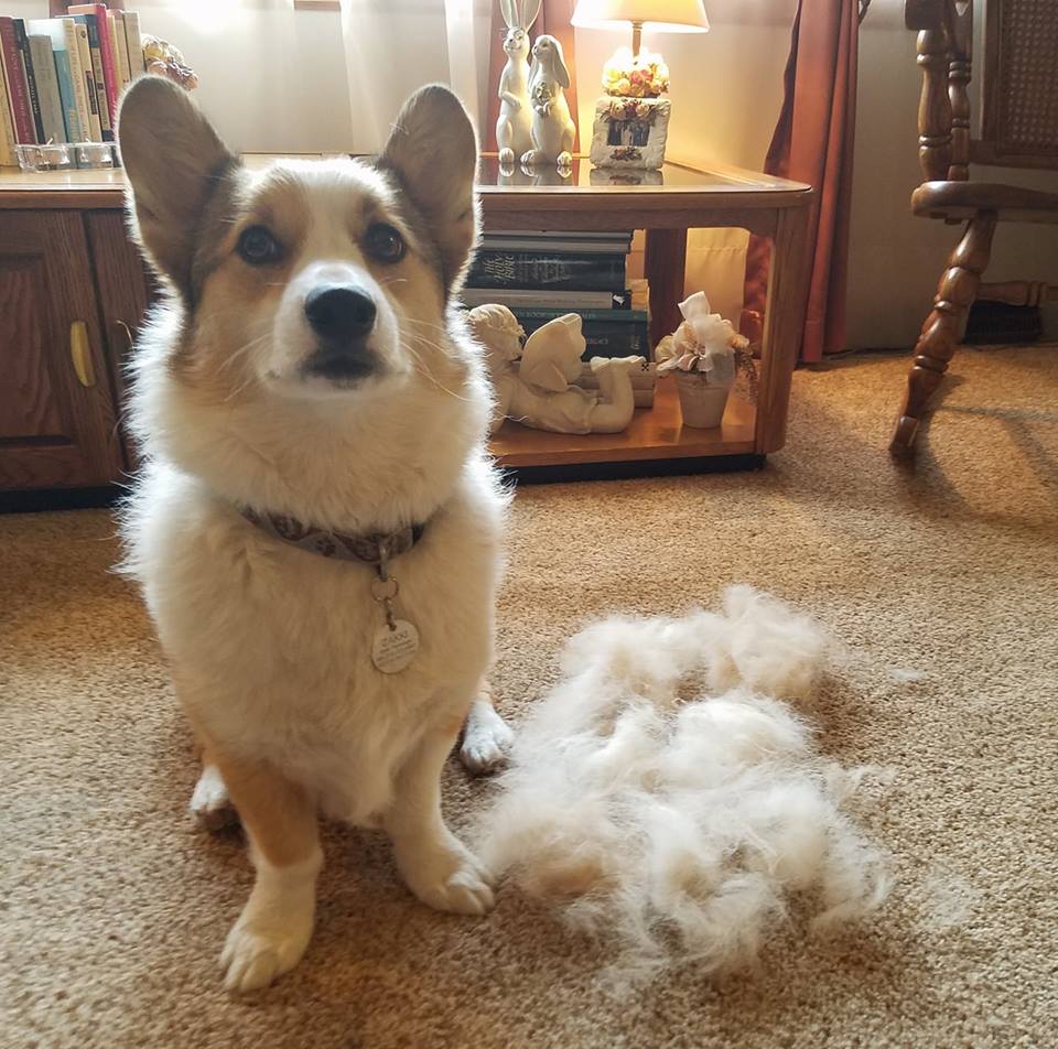 Tales Spring and the Blowing of the Coat