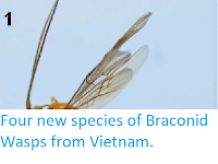 http://sciencythoughts.blogspot.co.uk/2014/08/four-new-species-of-braconid-wasps-from.html