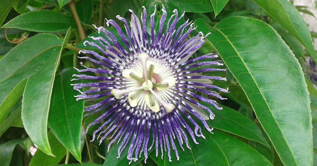 Passion Flower