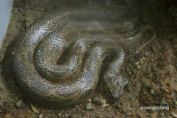 museum zoologi bogor