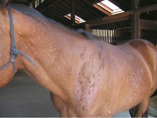 Allergy to horse fly bite