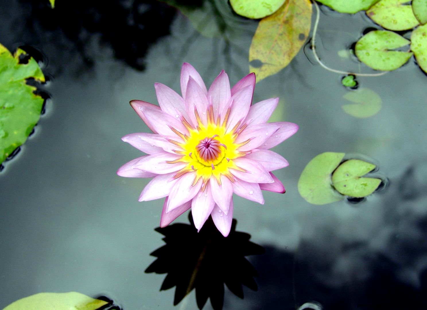 Water Lily Flower