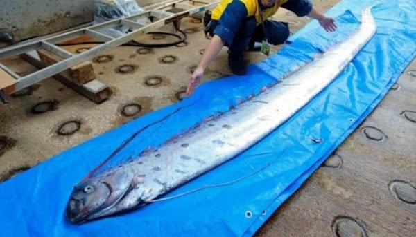 Temores de Terremoto en Japón y de tsunami aumentan después de avistamientos de peces de remo. Temores de Terremoto en Japón y de tsunami aumentan después de avistamientos de peces de remo.