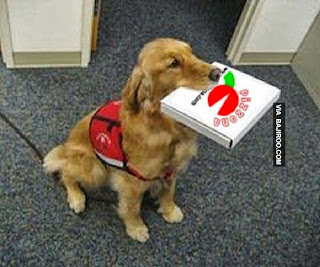 pizza delivery dog, dog delivering pizza, service dog, golden retriever delivering pizza, funny animal, funny dog, goldens, service dogs