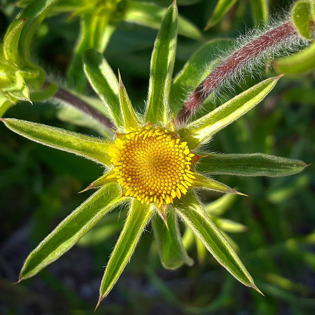 Panellis spinosa - Castañuela - Ojo de buey