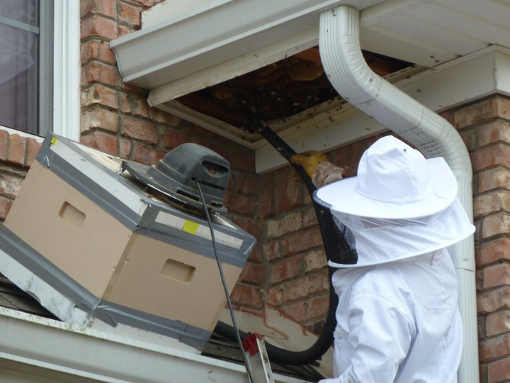 Coupon Nano Phenomenal Honey Bee Hive Removal Pictures 