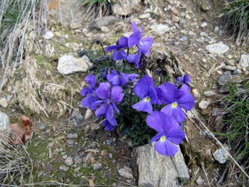 Viola bertolonii Pio emend.(Viola bertolonii)