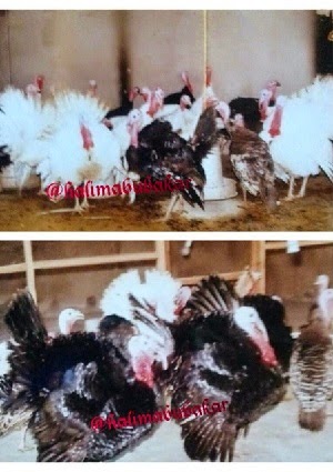 halima abubakar poultry farming