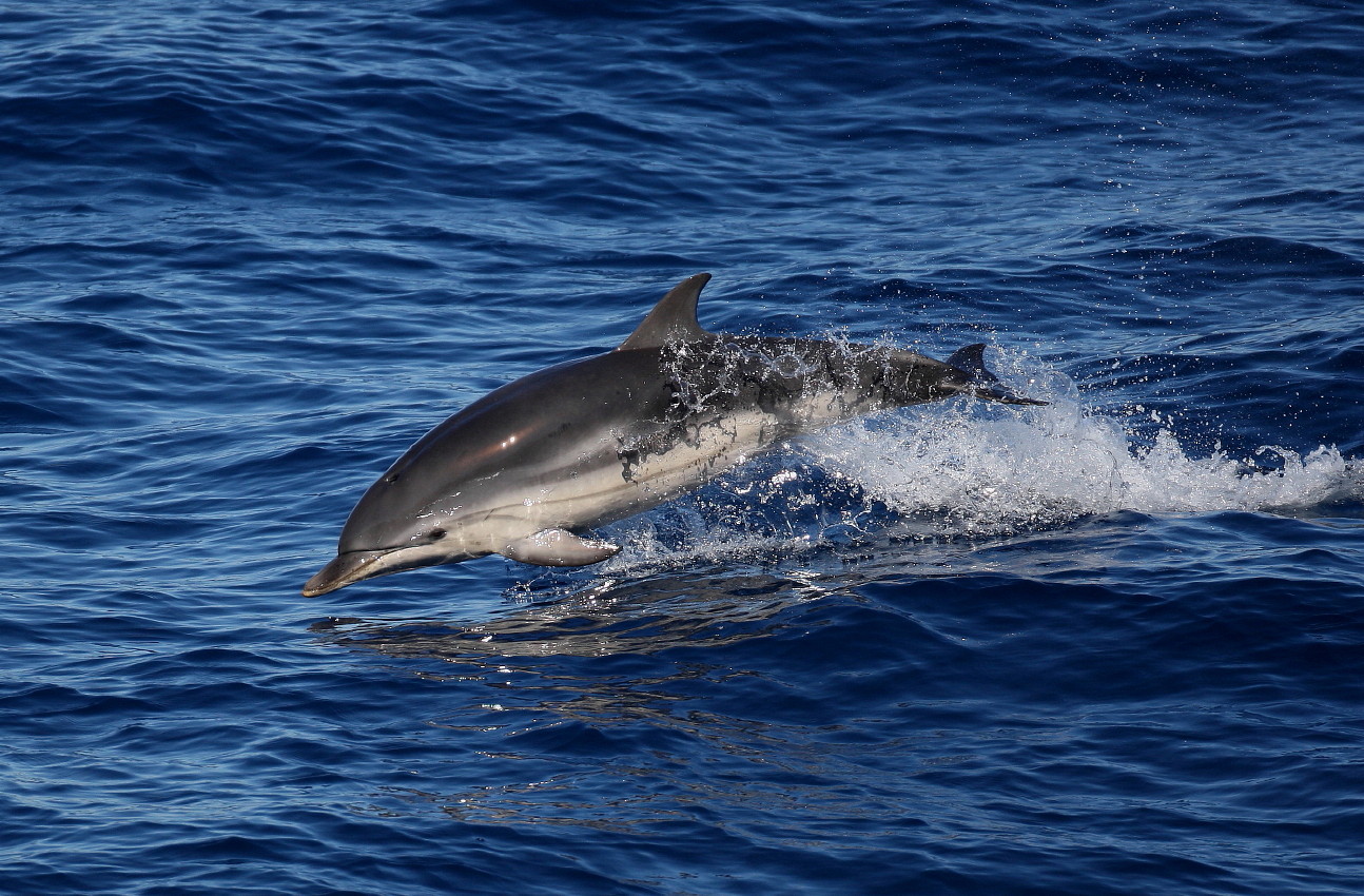 Steve Hinton Wildlife Photography The Bay of Biscay.