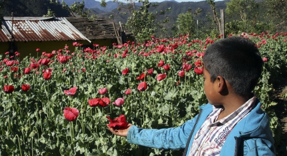 En Guerrero aprueban iniciativa para la legalización de la amapola