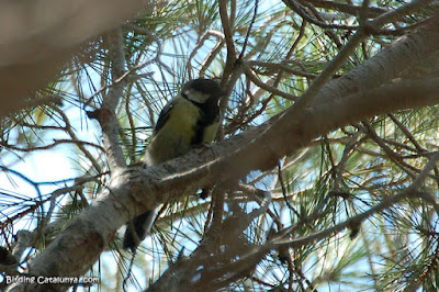 Carbonero común (Parus major) 