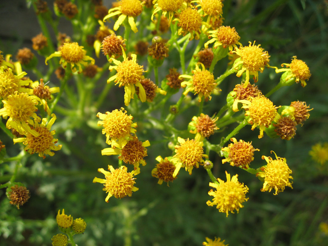 All About Ragwort Horse Care