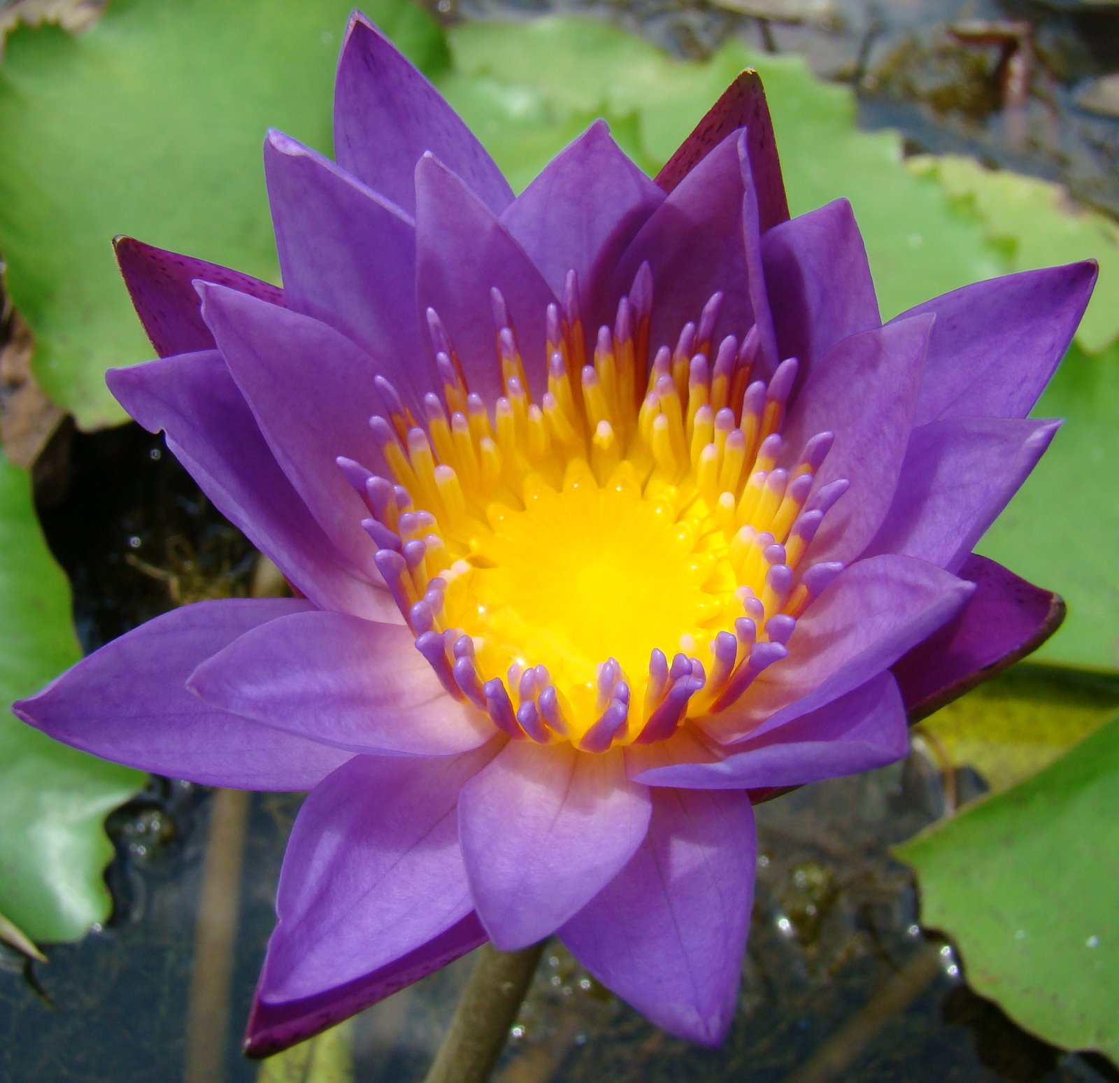 DiscoverSriLanka SRI LANKA ' NIL MANEL ' FLOWER [ BLUE WATER LILY ]