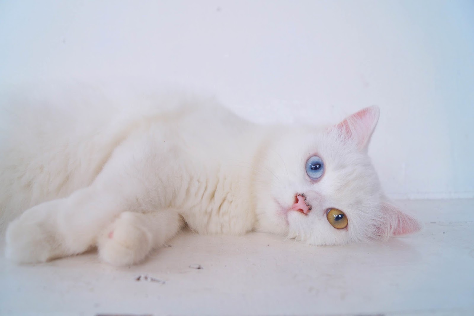 My Darling Fluff Of Hair Re Cat Rizka Amalia Windriani