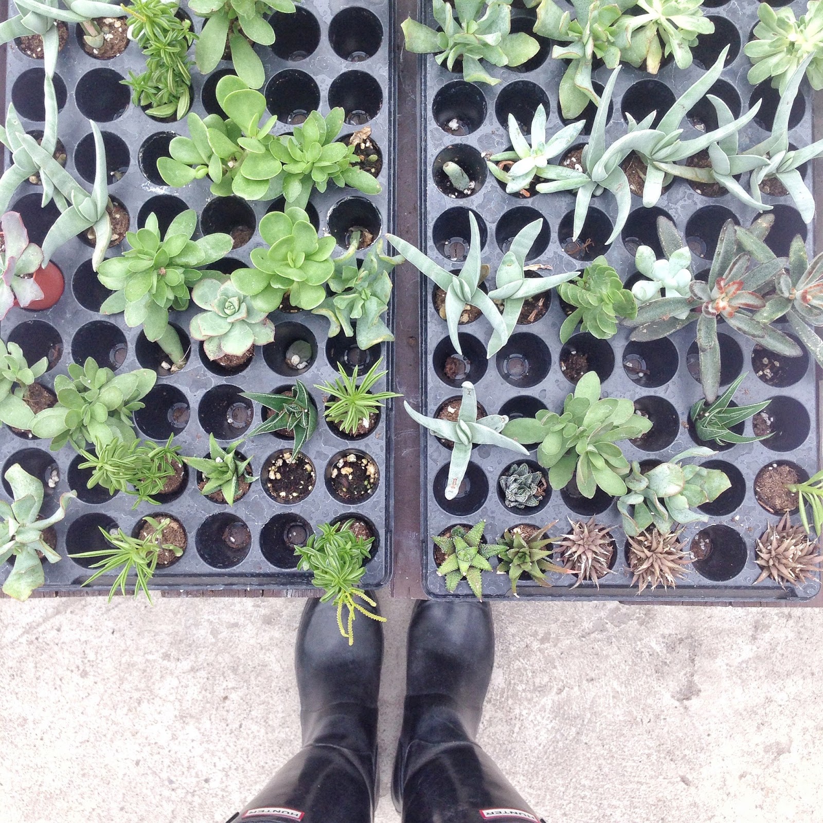 5 Helpful Tips for Buying Succulents Personally Andrea 5 Helpful