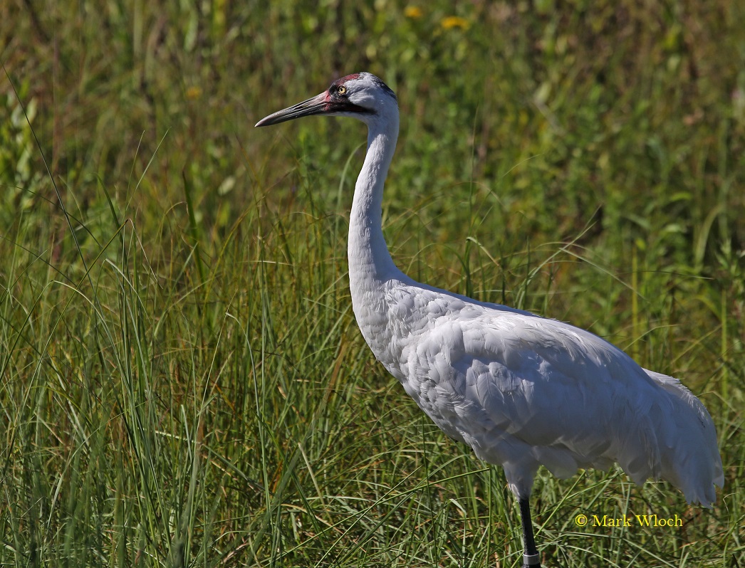 Mostly Birds (but not always) International Crane Foundation Baraboo