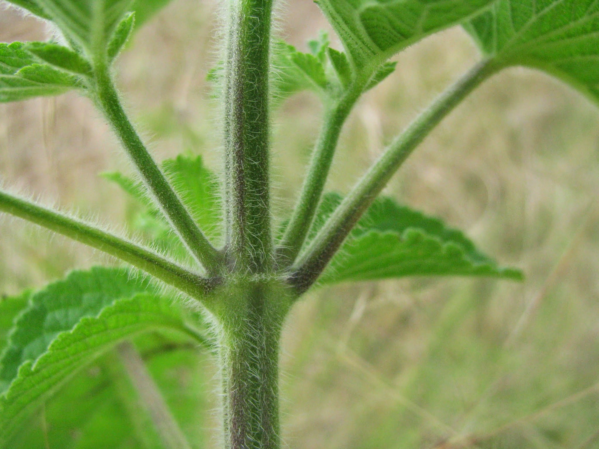 Learning to Garden All Over Again: Mysteries solved #1 - the pinesol plant