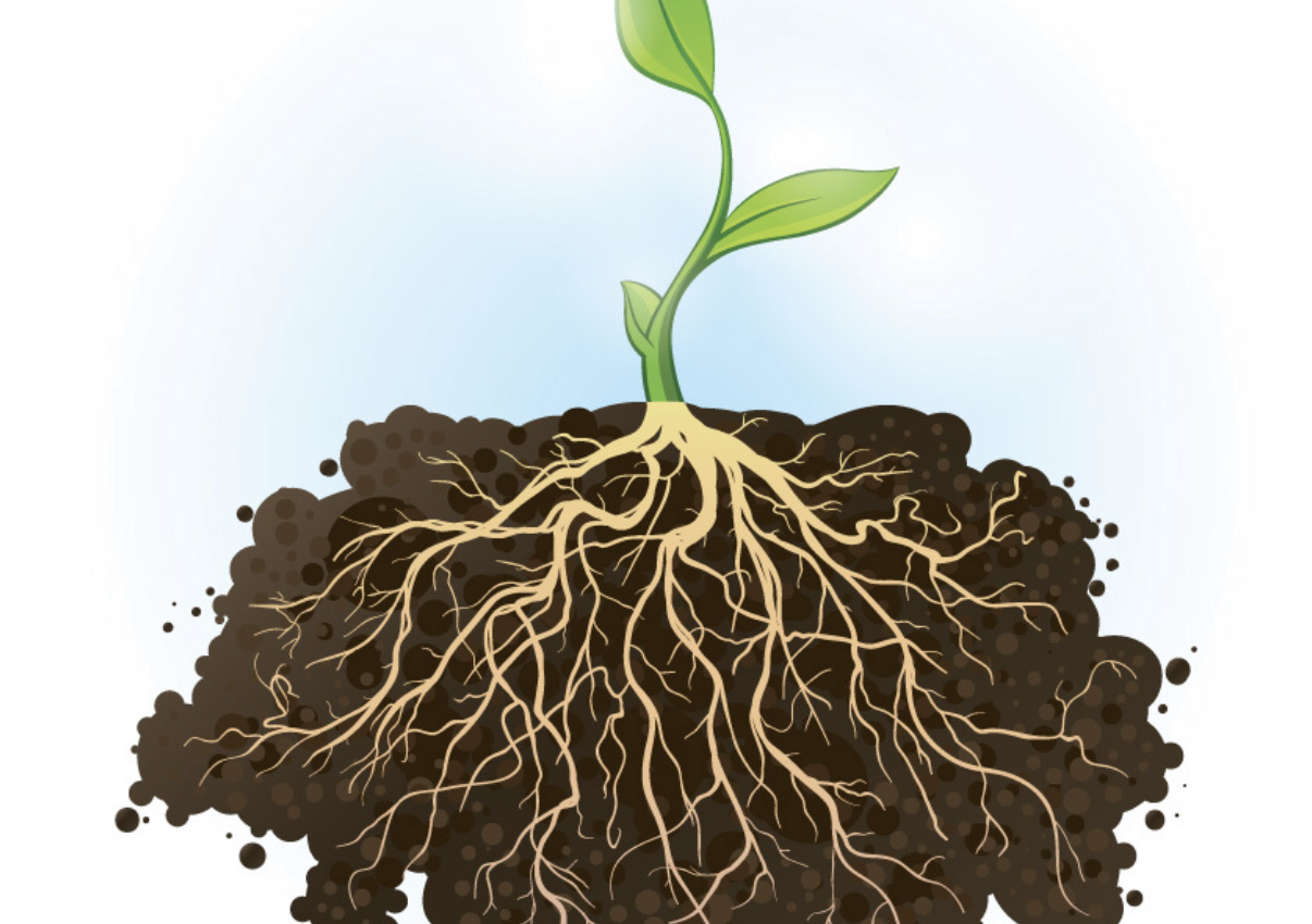 Корни растений. Почва рисунок. Корни в земле. Цветок с корнем. Planting the roots