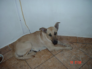 BLONDIE en adopcion! Esta perri la rescate de FLORIDA Y CORRIENTES la opere de Piometra en adopcion