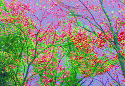 trees spring painting paintings unusual