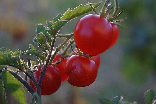 Aquaponic Sauce: How to Grow Tomatoes in Your Aquaponics ...