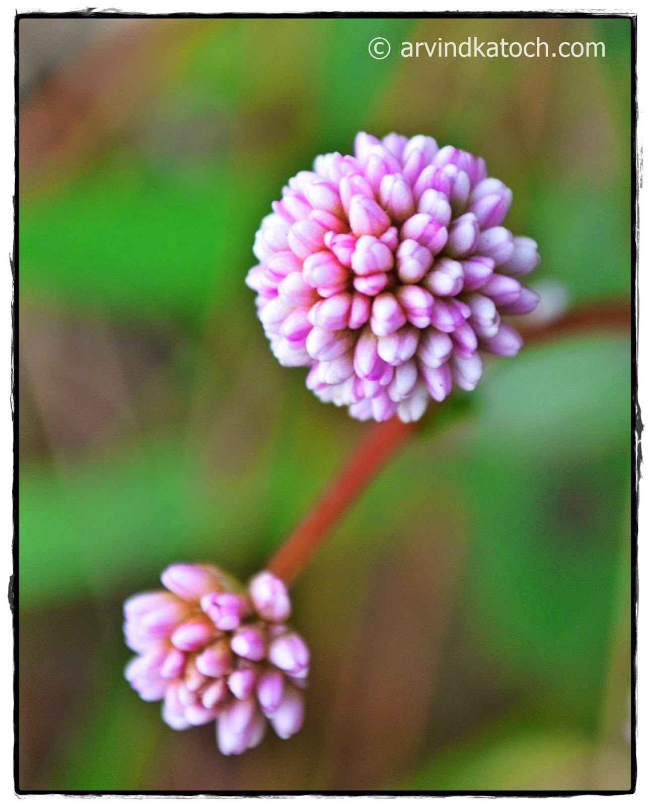 Micro, Small flowers, tiny, Pink Flowers, Pink, flower,