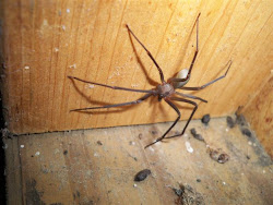brown recluse spiders spider