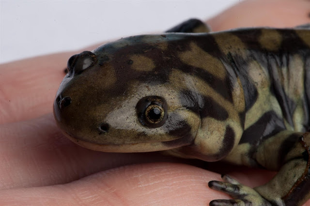 JaredDavidsonPhotography: Tiger Salamander pictures