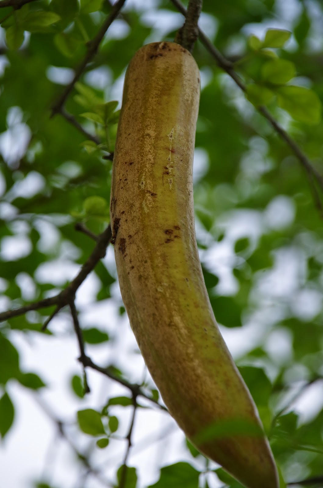 Trees and Plants: Candle Tree