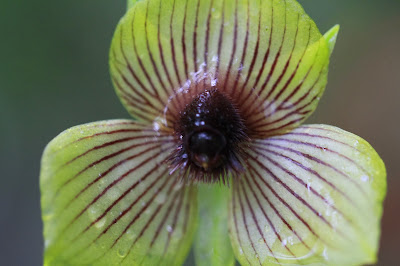 Telipogon at Orchids of Collpapampa Garden [13.3218 S, 72.6650 W]