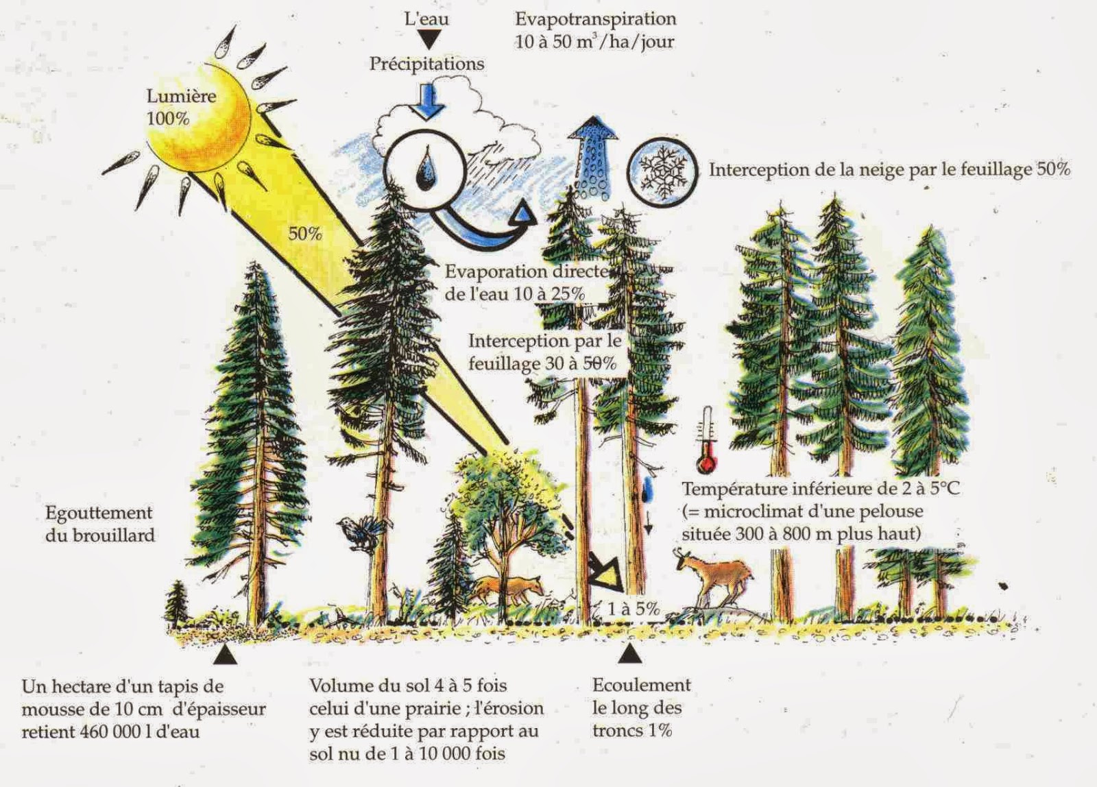 Canopée, les stratégies pour la lumière