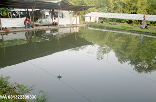 Essen Untuk Ikan Patin Di Air Hijau Essen Untuk Ikan Patin Di Air Hijau