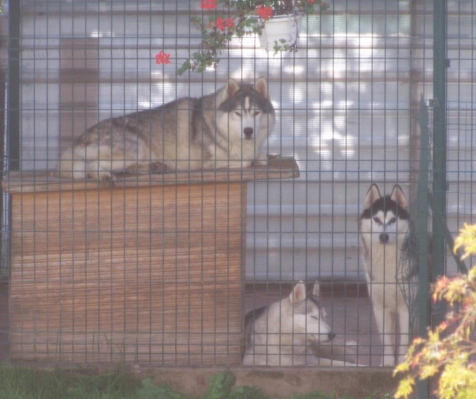 Allevamenti del Siberian Husky •Ideally Ice Kennel